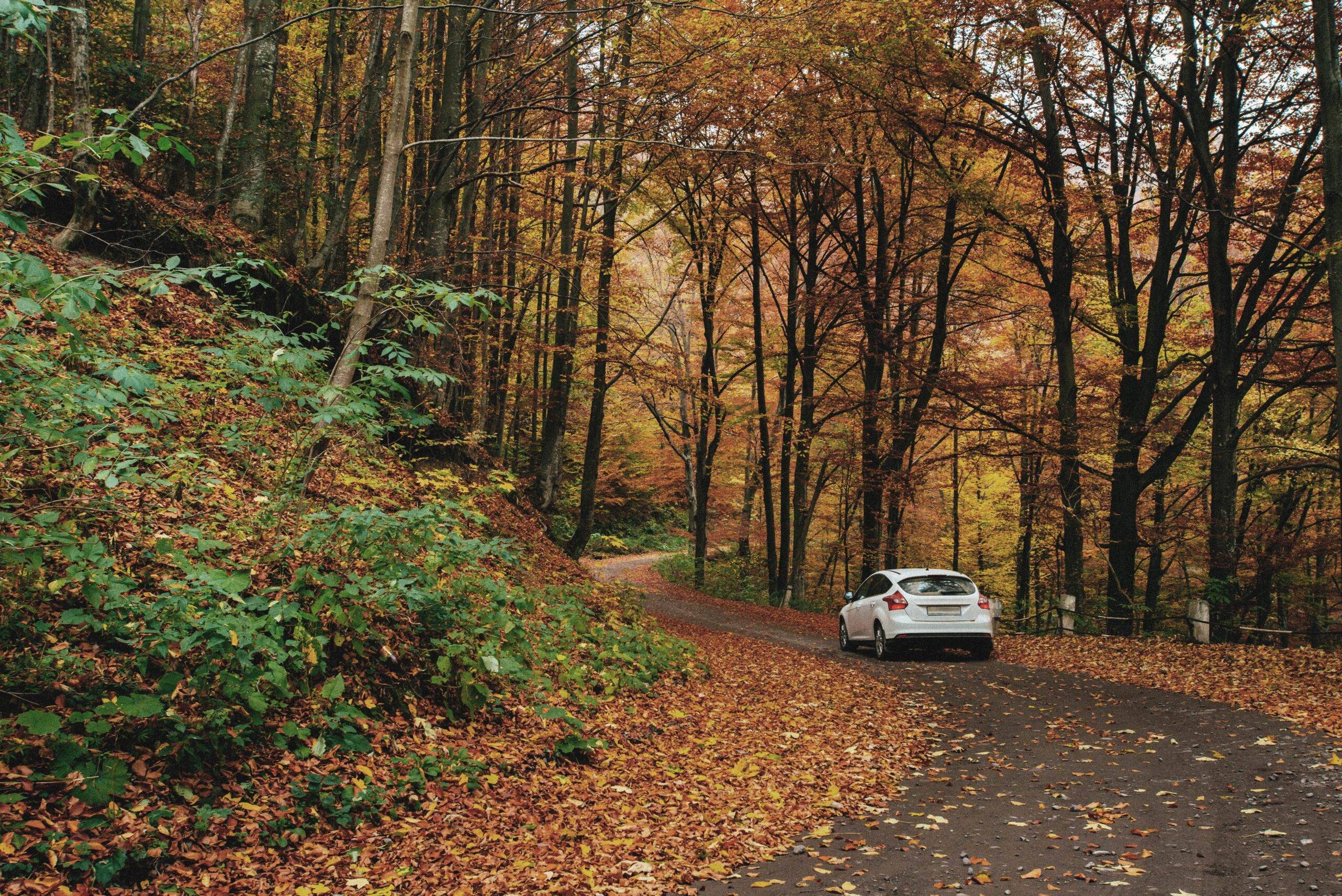 A white car driving on a forest road lined by trees and leaves