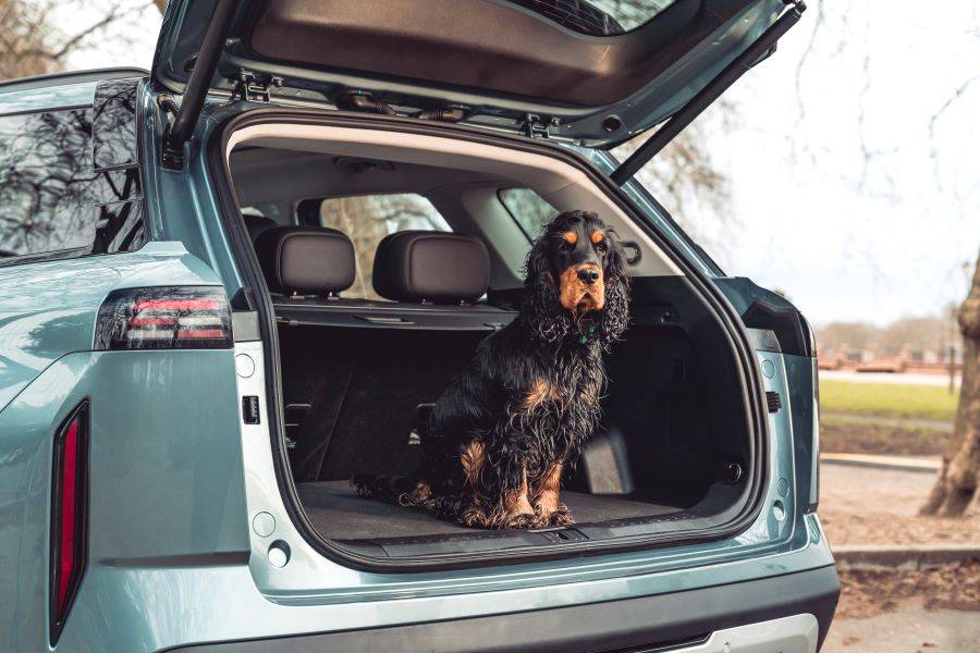 Open boot of JAEC00 7 with dog sat in it
